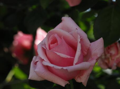 バラ園のピンクの薔薇を撮影しました 花,薔薇,自然の写真素材