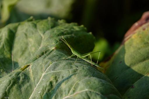 Short-horned grasshopper, JPG