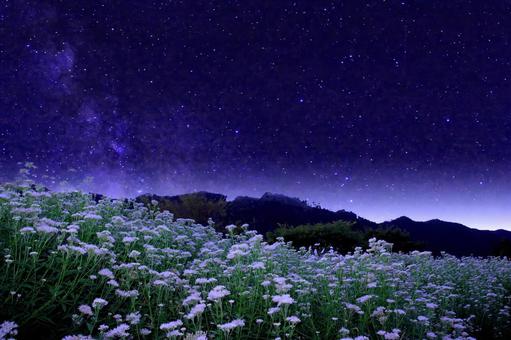 白いフジバカマの花畑と星空 白いフジバカマの花畑と星空の写真
