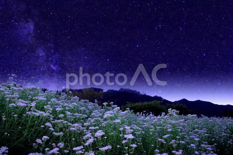 白いフジバカマの花畑と星空 フジバカマ,花畑,秋の写真素材