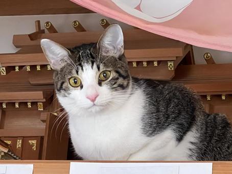 神棚にあがってドヤ顔する猫 神棚にあがってドヤ顔する猫 猫,子猫,保護猫の写真素材