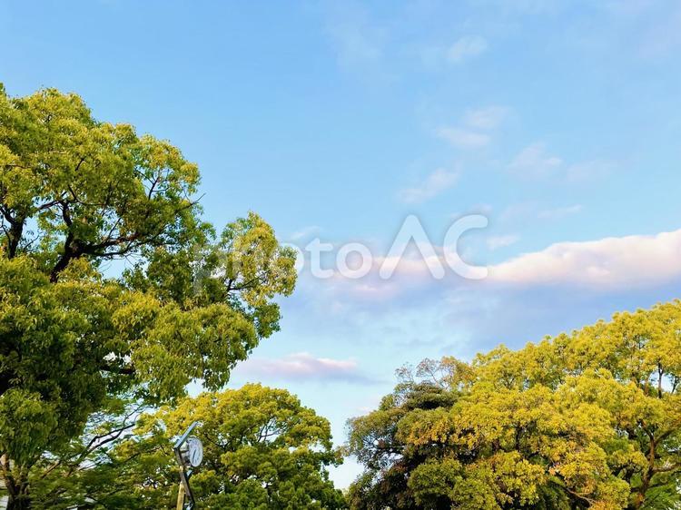 木々と空と雲 青空,木,公園の木々の写真素材