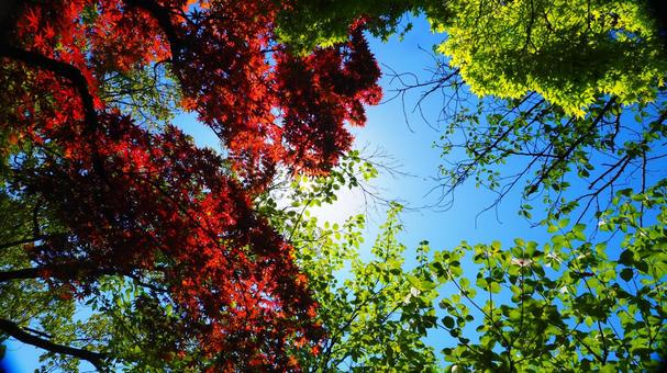 秋の日差し！紅葉が真っ赤に映える！ 紅葉,もみじ,モミジの写真素材