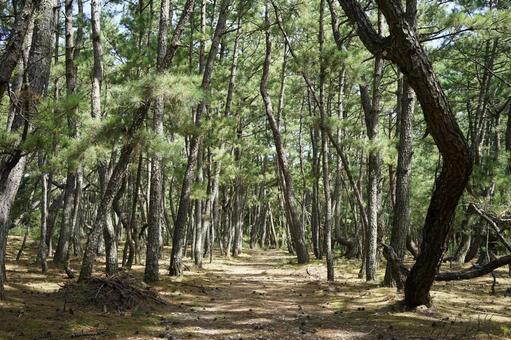 A quiet walk through the pine forest, JPG A quiet walk through the pine forest, JPG
