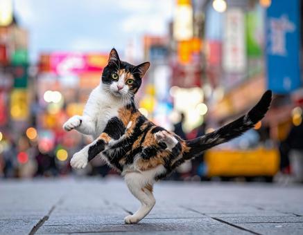 三毛猫のブレイクダンス 三毛猫のブレイクダンスの写真