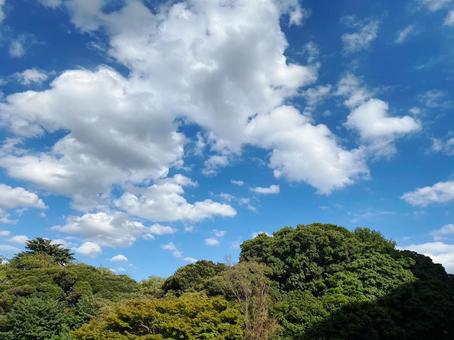 雲が浮かぶ青空と樹木 雲が浮かぶ青空と樹木の写真