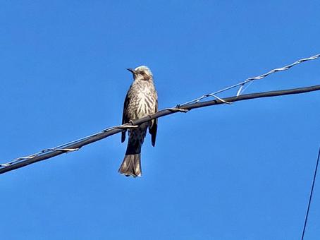 Photo, wild bird, sky, the countryside, 