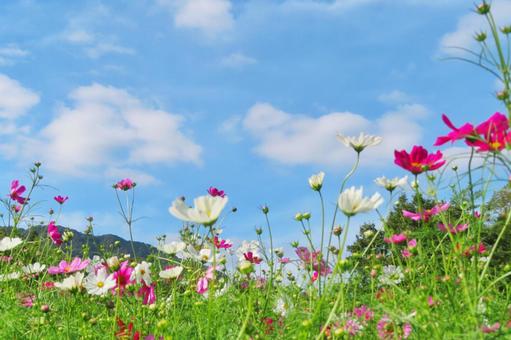 Blue sky and cosmos, JPG