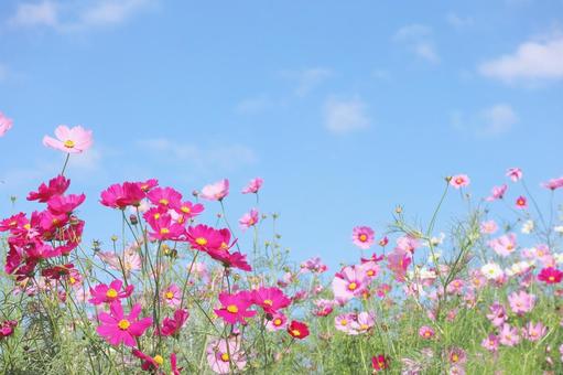 コスモスと空 コスモスと空 コスモス,花,秋桜の写真素材
