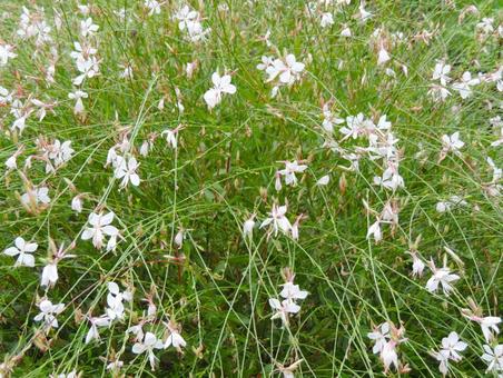 白蝶草（ガウラ） 白蝶草,ガウラ,山桃草の写真素材