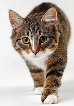 ふんわり毛並みの癒しの子猫 ふんわり毛並みの癒しの子猫の写真