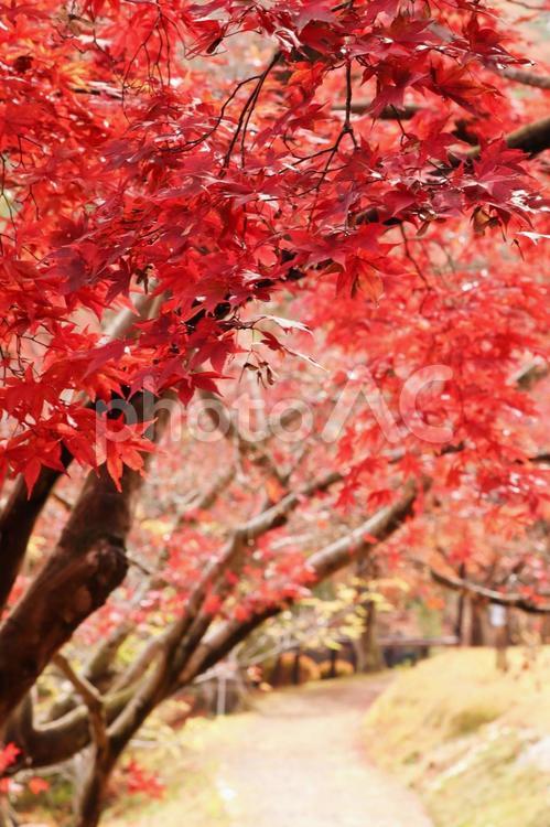秋の旅行のイメージ 旅,旅行,観光の写真素材