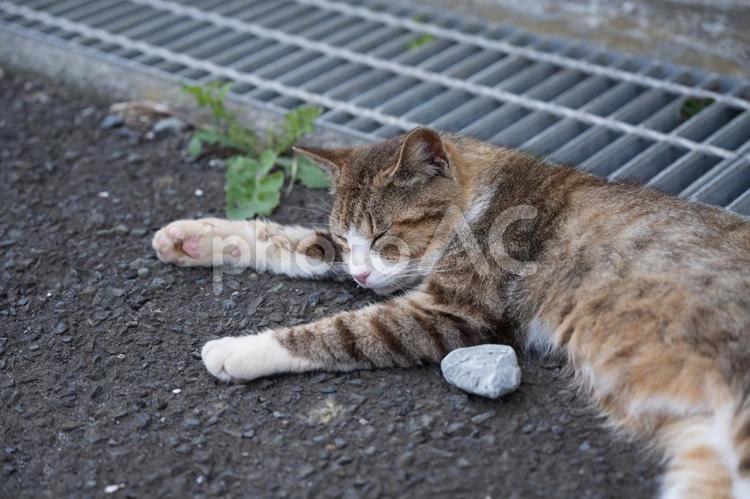 猫　サバトラ　地域猫　野良猫　昼寝 猫,お昼寝,地域猫の写真素材