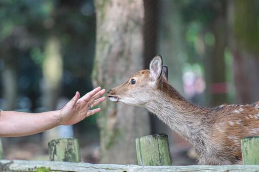 奈良公園の鹿さん7 鹿,奈良公園,東大寺の写真素材