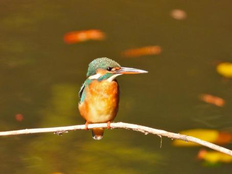 落ち葉が浮く水面の上のカワセミ　アップ カワセミ,鳥,鳥類の写真素材