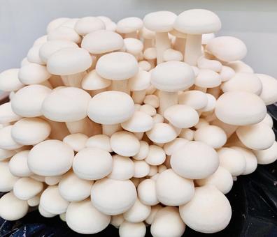 キノコ キノコ,巨大,大きいの写真素材