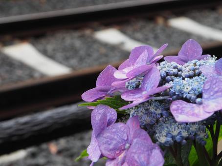 紫陽花 紫陽花の写真
