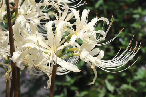 白い彼岸花 植物,花,花びらの写真素材