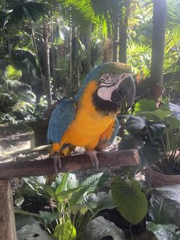 コンゴウインコ コンゴウインコ コンゴウインコ,鳥,かわいいの写真素材