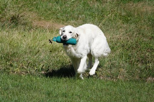 The Retrievers The Retrievers 犬,大型犬,レトリーバーの写真素材