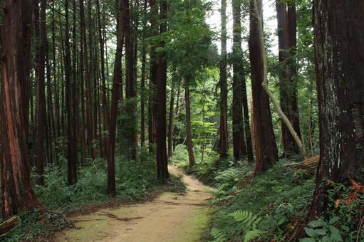 木に囲まれた山道 木に囲まれた山道の写真