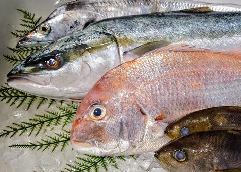 鮮魚 鮮魚の写真
