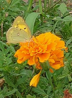 マリーゴールドとモンキチョウの写真