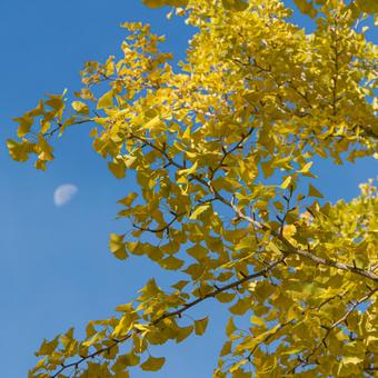 紅葉したイチョウの葉 イチョウ,黄色,空の写真素材