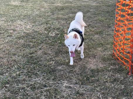 Dog Run Shiba, JPG