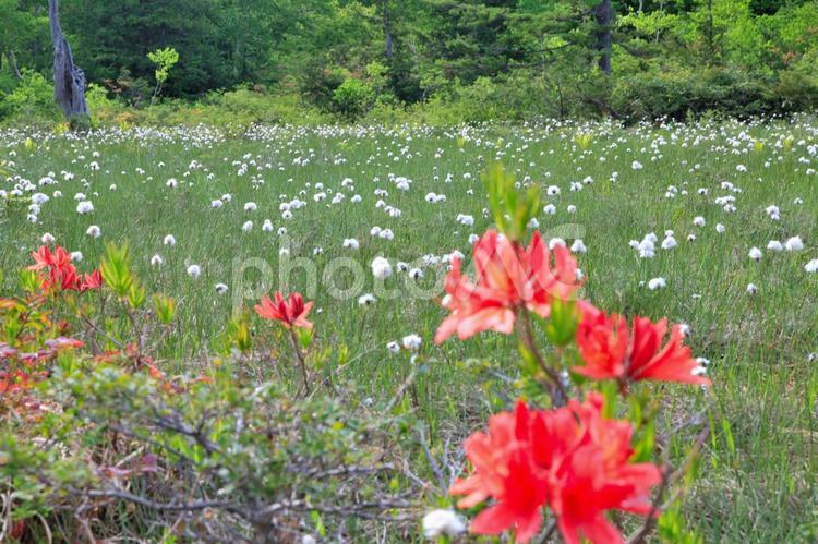 ワタスゲ群生（駒止湿原） ワタスゲ,花,穂の写真素材