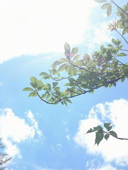 夏空 夏空の写真