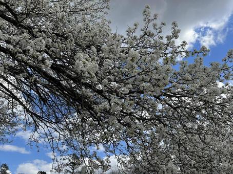 桜 桜の写真