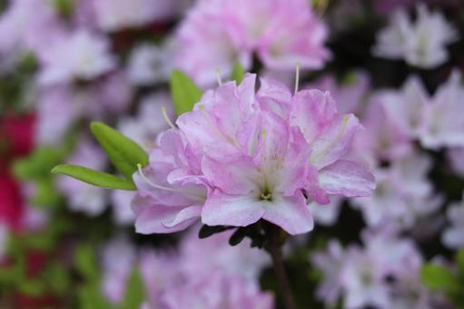 Photo, flower, azalea, spring, 