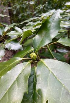 蕾 蕾の写真