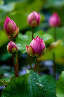 蓮の花 蓮の花の写真