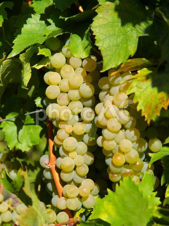 ワイン用の白ブドウ　ドイツ 秋,ブドウ,葡萄の写真素材