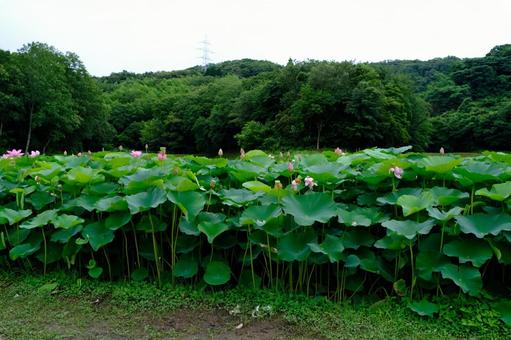 蓮の花 蓮の花 蓮,植物,花の写真素材