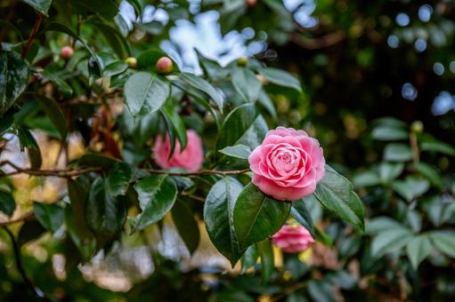 Pink maiden camellia, JPG Pink maiden camellia, JPG