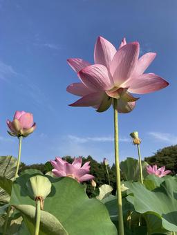 Photo, a lotus, lotus, flower, 
