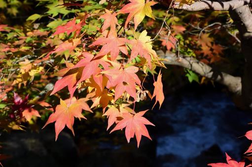 秋のモミジ 秋のモミジの写真