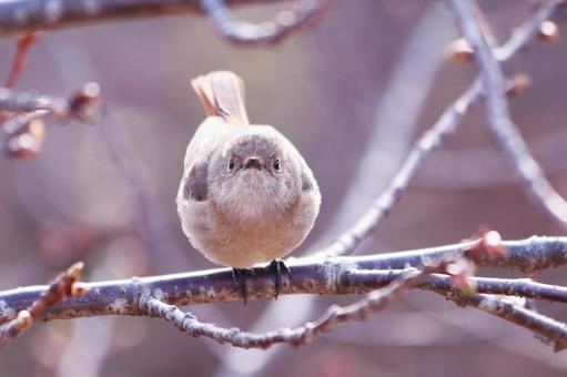 正面から撮った可愛いジョウビタキの雌 正面から撮った可愛いジョウビタキの雌の写真