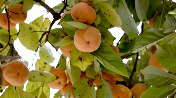 【果物の写真】柿の実 柿,実り,果物の写真素材