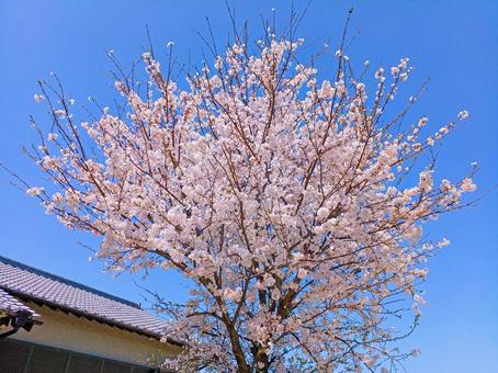 1本桜 1本桜 春,さくら,自然の写真素材