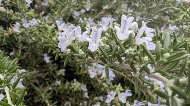 ローズマリー ローズマリー,ローズマリーの花,植物の写真素材