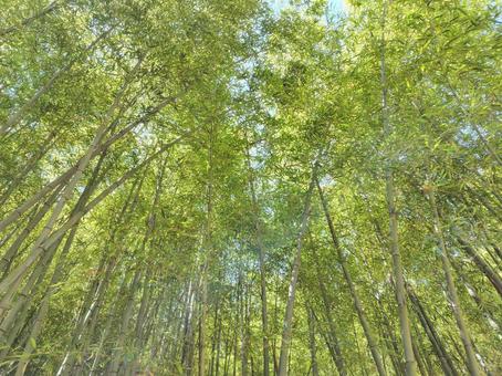竹林_6 竹林_6の写真