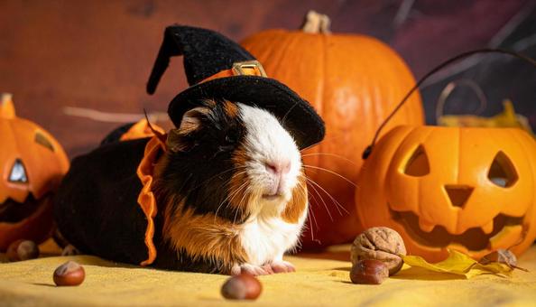 ハロウインコスプレをした可愛いモルモット ハロウインコスプレをした可愛いモルモットの写真