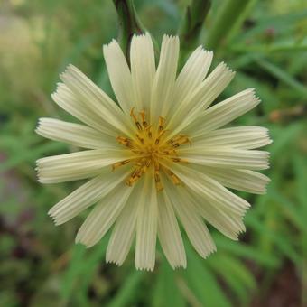 アキノノゲシ(秋の野芥子) アキノノゲシ(秋の野芥子) アキノノゲシ,秋の野芥子,花の写真素材