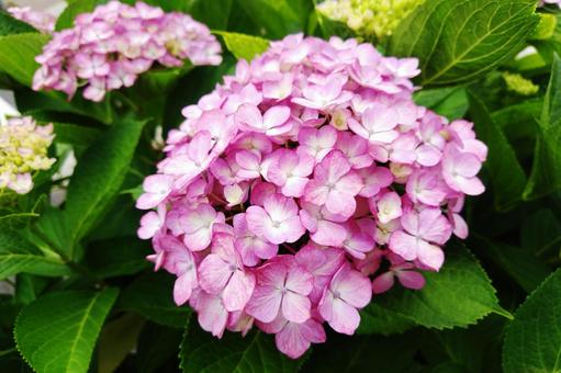 Hydrangea 41, JPG Hydrangea 41, JPG