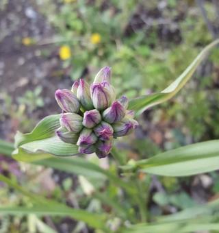 東京郊外の小さないのち 露草,蕾,雑草の写真素材
