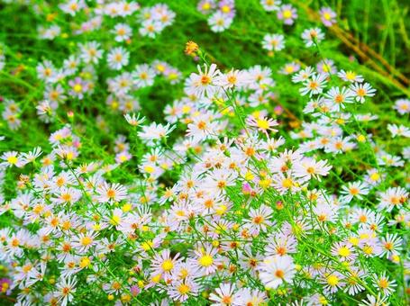 孔雀草 孔雀草 花,植物,花壇の写真素材